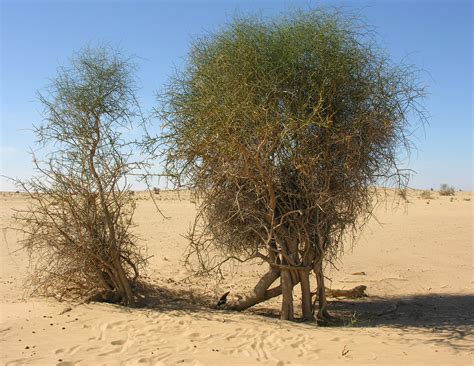 Capparis decidua - Plant Biodiversity of South-Western Morocco