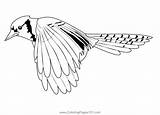 Flying Crow Coloring Pages sketch template