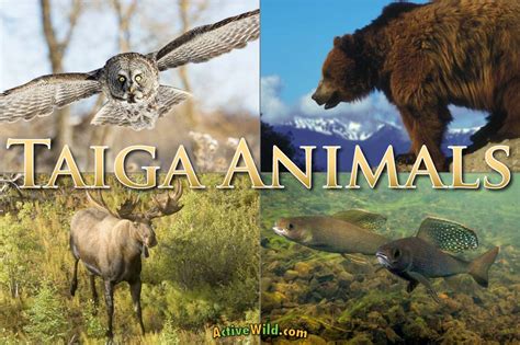 Taiga Animals: List Of Animals That Live In The Taiga Biome With Pictures