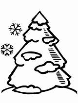 Coloring Pages Pine Tree  Home sketch template