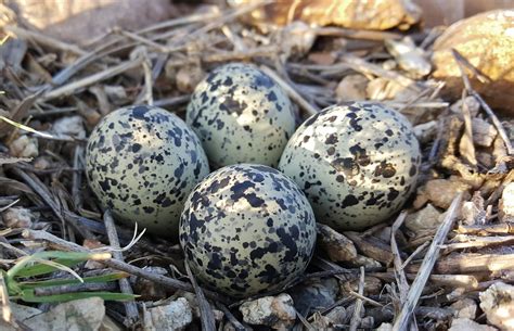 Quick Facts About Bird Eggs - Birding World