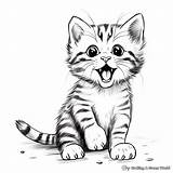 Tabby Cat Coloring Pages  Free & Printable sketch template