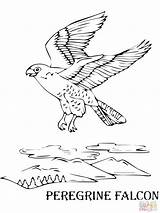 Falcon Printable Coloring Pages sketch template