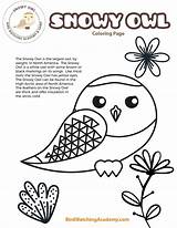 Snowy Owl Coloring Page  Bird Watching Academy sketch template