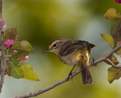 Palm Warbler - Owen Deutsch Photography