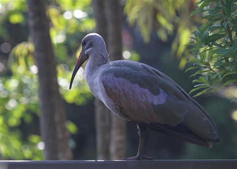 Hadeda Ibis – BirdLife eThekwini KZN