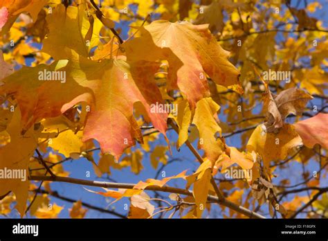 autumn maple leafs, Canada Stock Photo - Alamy