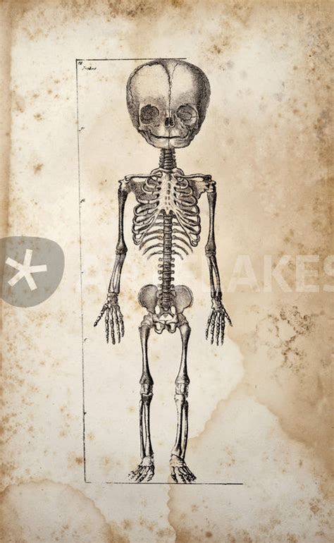 "Standing Baby Skeleton" Drawing art prints and posters by Mark ...