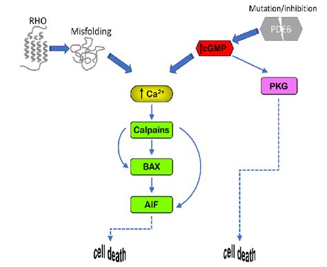 Cell death mechanisms. The calcium-calpain pathway plays a major role... | Download Scientific ...