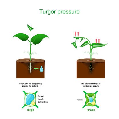 Turgor Pressure ON Plant Cells Diagram Cell Vector Free | AI, SVG and EPS