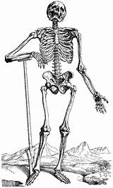 Skeleton Anatomy Coloring Pages sketch template
