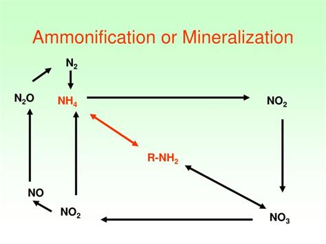 PPT - Nitrogen Cycle PowerPoint Presentation - ID:5576516