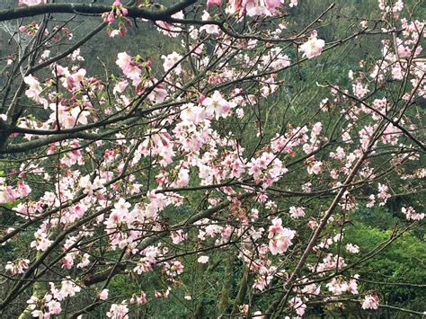 Cherry Blossoms: Yangmingshan National Park in Taiwan – Althea's Adventures