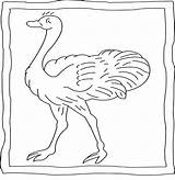 Perfect Ostrich coloring Page  Download Print Or Color Online For Free sketch template