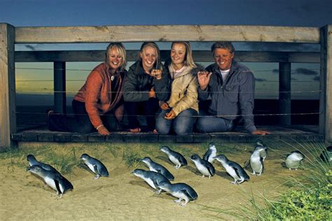 Phillip Island: Penguin Parade Evening Tour from Melbourne in Melbourne