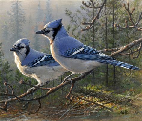 Blue Jay Pair painting by Joe Hautman | Aves | Pinterest | Pájaro, Pajaritos y Ave