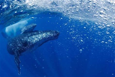 Humpback whale population on the rise after near miss with extinction