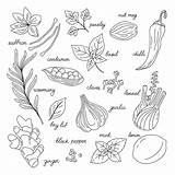 Premium Vector  Hand Drawn Illustration Of Different spices On White sketch template