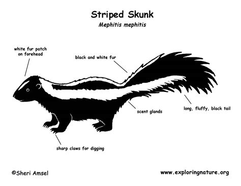 Skunk (Striped)