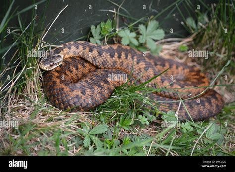 British adder hi-res stock photography and images - Alamy