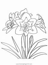 Blystone Amaryllis Coloring Page For Kids  Free Printable sketch template