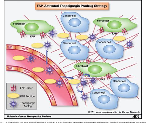 Figure 2 from Rationale Behind Targeting Fibroblast Activation Protein ...