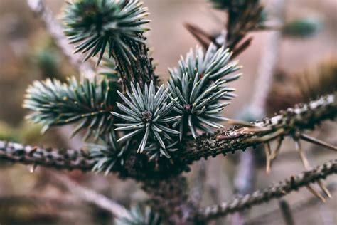 A close up of a pine tree with needles · Free Stock Photo