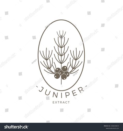 Juniper Outline Logo Premium Vector Design Stock Vector (Royalty Free ...