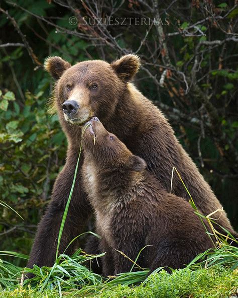 Baby Brown Bear and Mom Nuzzling Photo | Baby Animal Prints by Suzi