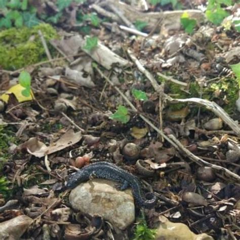 Great Crested Newt Surveys - Phase I & II surveys | Ecosupport | Ecosupport