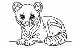 A coloring Page Of cute little raccoon 51547090 Vector Art At Vecteezy sketch template