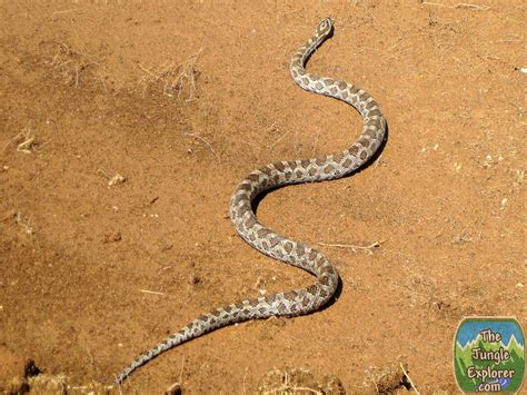 Great Plains Rat Snake (Pantherophis emoryi)