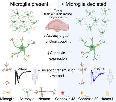 Microglia maintain the structure-function of the astrocyte network and... | Download Scientific ...