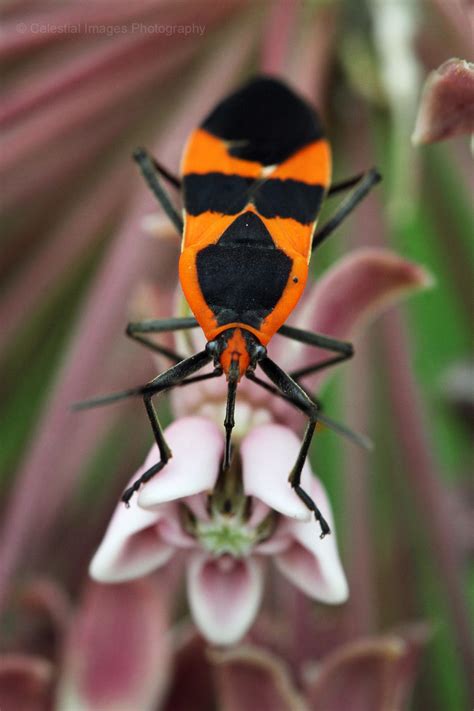 Large Milkweed Bug (Oncopeltus fasciatus) | Beautiful bugs, Weird insects, Milkweed plant