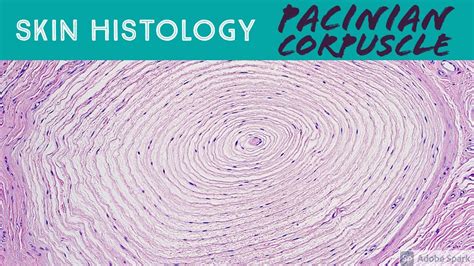 Skin Histology: PACINIAN CORPUSCLE (MY FAVE!!!) - YouTube