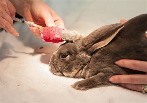 Common Rabbit Diseases - BuzzSharer.com