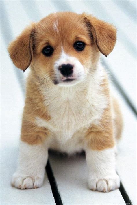 Cute Baby Puppy Wallpapers Desktop Background