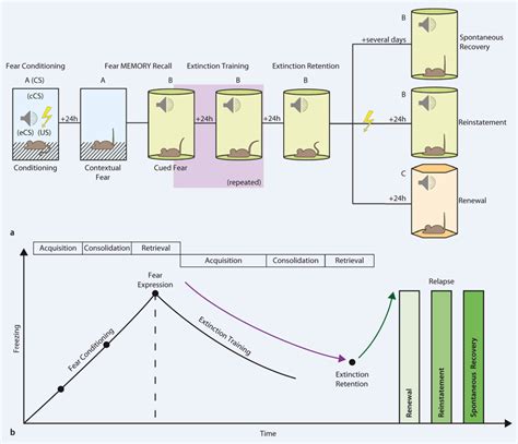 Neuronal circuits of fear memory and fear extinction | SpringerLink