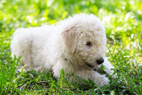 Komondor Puppies For Sale - AKC PuppyFinder