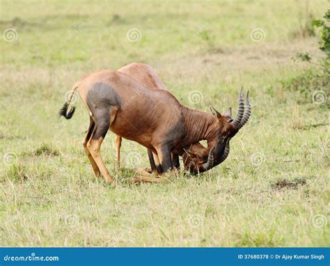 Beautiful Topi Antelopes Fighting with Each Other Stock Photo - Image of beautiful, alcelaphinae ...