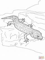 Leopard Gecko coloring Page  Free Printable Coloring Pages sketch template
