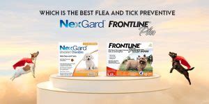 Which is the Best Flea and Tick Preventive – NexGard or Frontline Plus?