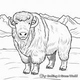 Musk Ox Coloring Pages  Free & Printable sketch template