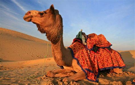 Sahara Desert Camel Trekking in Morocco - Morocco Top Trips