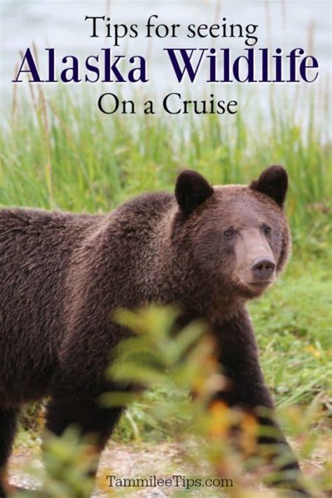 Tips for seeing Alaska wildlife on a Cruise - Tammilee Tips