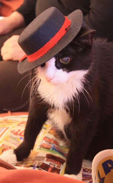 Bildet : karneval, kattunge, hatt, svart katt, nese, dyr, dyreverdenen, små og mellomstore ...