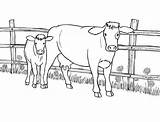 25 Free Cow Coloring Pages For Kids And Adults sketch template