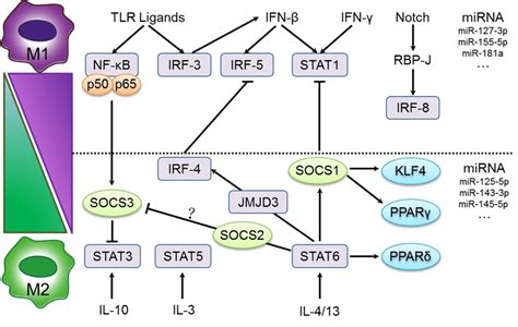 Mechanisms of macrophage polarization. The major pathways of macrophage... | Download Scientific ...