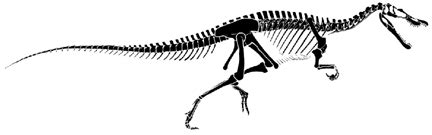 A Baryonyx skeleton | Baryonyx (Cretaceous) | Pinterest | Skeletons