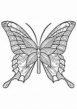 Butterfly beautiful Patterns  6 Butterflies & Insects Coloring Pages sketch template